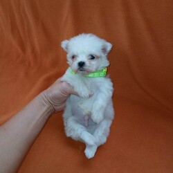 Adopt a dog:Korean maltese/Maltese/Female/Sex: Mixed Litter,My beautiful girl has had an amazing litter of pups these babys have been delitful to have in are family these tiny bundels of joy will make the perfect addition to any family they are well used to kids and other animals and are used to most house hold noises they have been worm and flea treated every 2 weeks from birth and will be michrochipped and 1st vacation before they leave mum is are loved family pet and can be seen when veiwing her babys dad was a beautiful korean maltese boy we used and was realy nice manerd wee boy these babys are tiny as both mum and dad are tiny pups will have a scent blanket to help them settle in please get in touch to make a veiwing or for more info £200 deposit to secure puppy of choice