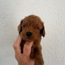 *Health tested F1 Cockapoo Puppies*/Cockapoo/Female/Sex: Mixed Litter,Our beautiful KC registered Cocker Spaniel Ginny (Kenzduo My Little One) has had a wonderful litter of 8 Cockapoo puppies to KC registered Mini Poodle Murphy (Banklin River Bank Red Rose).