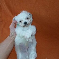 Adopt a dog:Korean maltese/Maltese/Female/Sex: Mixed Litter,My beautiful girl has had an amazing litter of pups these babys have been delitful to have in are family these tiny bundels of joy will make the perfect addition to any family they are well used to kids and other animals and are used to most house hold noises they have been worm and flea treated every 2 weeks from birth and will be michrochipped and 1st vacation before they leave mum is are loved family pet and can be seen when veiwing her babys dad was a beautiful korean maltese boy we used and was realy nice manerd wee boy these babys are tiny as both mum and dad are tiny pups will have a scent blanket to help them settle in please get in touch to make a veiwing or for more info £200 deposit to secure puppy of choice