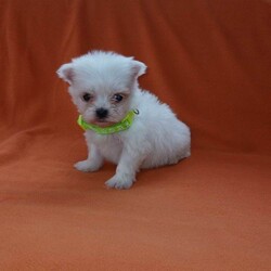 Adopt a dog:Korean maltese/Maltese/Female/Sex: Mixed Litter,My beautiful girl has had an amazing litter of pups these babys have been delitful to have in are family these tiny bundels of joy will make the perfect addition to any family they are well used to kids and other animals and are used to most house hold noises they have been worm and flea treated every 2 weeks from birth and will be michrochipped and 1st vacation before they leave mum is are loved family pet and can be seen when veiwing her babys dad was a beautiful korean maltese boy we used and was realy nice manerd wee boy these babys are tiny as both mum and dad are tiny pups will have a scent blanket to help them settle in please get in touch to make a veiwing or for more info £200 deposit to secure puppy of choice