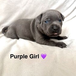 Beautiful Blue Staffy pups /Staffordshire Bull Terrier/Female/Sex: Mixed Litter,Welcome to our advert, we have a litter of 5 pups available. These are exceptional blue staffys. 