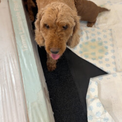Adorable Cavapoo Puppies ready next 14/8/Cavapoo/Female/Sex: Mixed Litter,Beautiful Ruby Red Cavapoo Puppies – 3 Boys & 1 Girl Available