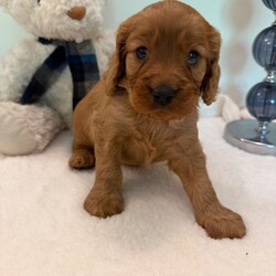 Adorable Cavapoo Puppies ready next 14/8/Cavapoo/Female/Sex: Mixed Litter,Beautiful Ruby Red Cavapoo Puppies – 3 Boys & 1 Girl Available