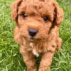 Adorable f2 cockapoo/Cockapoo/Female/Sex: Mixed Litter,(2x Red Curly Boys remaining)  We have a gorgeous litter of 5 Cockerpoo babies looking for their own family home.  Both parents are fully vaccination and wormed up to date, also health checked. All pups will be, flead, wormed, microchipped. Both parents are very good temperament, love other dogs, love children and walks. 