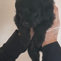 Cockapoo mix puppies/Cockapoo/Female/Sex: Male,Cockapoo mix with Norfolk Terrier. One boy & Three girls left . Five weeks old ..  ready for their forever home 29 th August. 