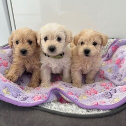 Beautiful westiepoo puppies /West Highland Terrier/Female/Sex: Mixed Litter,I have a beautiful litter of puppies, mum is a west highland terrier and dad a toy poodle, they are ready for their loving homes on 22/08/26 at 8 weeks old.  only females available,they are brought up in our family home with kids and other dogs and cats. They are weaned onto Purina pro plan lamb and will leave with some of this. They will be vet health checked with their 1st vaccine and microchip. They are wormed with panacur. They get their nails trimmed every two weeks. Mum is our beautiful girl and she has been an amazing mum to her puppies, she is very friendly so she will love anyone coming to meet her puppies. Dad is a red toy poodle that is from good lines and is kc reg. he has such a lovely calm temperament. A deposit of £150 none refundable is required if you choose to give one of my beautiful puppies a loving family home. The remaining when you come to pick up your puppy. I will keep everyone updated with pictures/ videos of puppies till they leave. Please contact me for any more information.