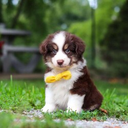 Kai/Miniature Australian Shepherd									Puppy/Male	/7 Weeks,Meet Kai. He is a sweet, playful AKC Mini Australian Shepherd with a friendly personality. He’s curious, loves to explore, and enjoys being around people. He has a fun, easygoing personality and would make a great companion for a family or anyone looking for a loyal and active puppy.
