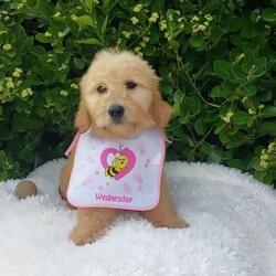 Adopt a dog:Goldendoodle puppies F1/Goldendoodle/Female/Sex: Mixed Litter,We have 2 adorable, true to type golden doodle puppies available for their forever homes. They are 11 weeks and leave fully vaccinated, microchipped, flea and worm treated. They are full of life and showing their individual personalities. We have 1 beautiful girl and two males available. Mum is our family pet and this is her first and only litter.