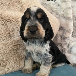 Cocker Spaniel ( Show type)/Cocker Spaniel/Female/Sex: Mixed Litter,Our family pet Bonnie has had a litter of stunning show cocker spaniel puppies. Bonnie is kennel club registered and from champion lines. She has a loving temperament with adults, kids and other dogs. Puppies are been raised in family home.