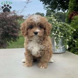 Andy/Cavapoo									Puppy/Male	/7 Weeks,Meet Andy; I’m a energetic Cavapoo puppy waiting to give you puppy kisses, I am up to date on all wormers and vaccines, if interested in getting to know me more. Call or text the breeder.
