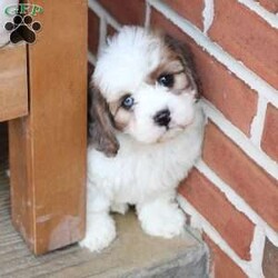 Jackson/Cavachon									Puppy/Male	/June 27th, 2026,Jackson is one of four in his litter, with an approximate adult weight of 12 to 18 pounds .