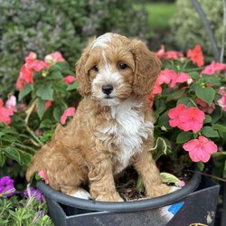 Cooper/Cockapoo									Puppy/Male	/June 16th, 2026
