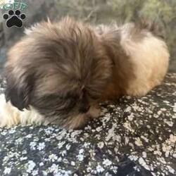 Bella/Shih Tzu									Puppy/Female	/10 Weeks, Meet Bella Bella is a tiny, adorable brown-and-white baby girl with the cutest little face! She may be small, but she has a sweet personality that will steal your heart. She has a beautiful fluffy coat, big bright eyes, and an irresistible teddy-bear look. Bella loves attention, cuddles, and playing. She would make the perfect little companion for a loving family. Girl Puppy Brown & White Tiny & Adorable Sweet & Playful Looking for her forever home Bella is a little bundle of cuteness!