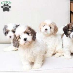 Jackson/Cavachon									Puppy/Male	/June 27th, 2026,Jackson is one of four in his litter, with an approximate adult weight of 12 to 18 pounds .