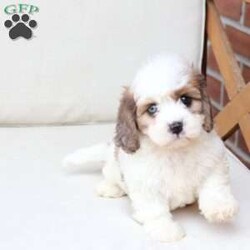 Jackson/Cavachon									Puppy/Male	/June 27th, 2026,Jackson is one of four in his litter, with an approximate adult weight of 12 to 18 pounds .