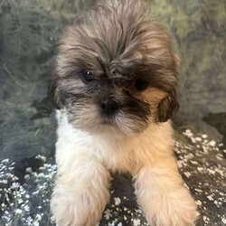 Bella/Shih Tzu									Puppy/Female	/10 Weeks, Meet Bella Bella is a tiny, adorable brown-and-white baby girl with the cutest little face! She may be small, but she has a sweet personality that will steal your heart. She has a beautiful fluffy coat, big bright eyes, and an irresistible teddy-bear look. Bella loves attention, cuddles, and playing. She would make the perfect little companion for a loving family. Girl Puppy Brown & White Tiny & Adorable Sweet & Playful Looking for her forever home Bella is a little bundle of cuteness!