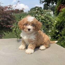 Mickey/Cavapoo									Puppy/Male	/7 Weeks,Meet Mickey; I am an energetic Cavapoo puppy waiting to give you puppy kisses. I am up to date on all wormers and vaccines, if interested in getting to know me more. Call or text the breeder.