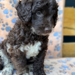 Adopt a dog:Ready now  F1B Cockapoo Puppies 5 left /Cockapoo/Female/Sex: Mixed Litter,We are delighted to introduce our beautiful litter of 8 Cockapoo puppies — 4 boys and 4 girl
