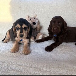 Adopt a dog:Show type cocker spaniels/Cocker Spaniel/Female/Sex: Mixed Litter,Here we have five lovely showtime cocker spaniels we have one chocolate girl, two chocolate boys, two boys blue and tan one boy Black and Tan these puppies are very well, bread and very beautiful puppies. These puppies are very playful with other animals and very good with kids. These puppies have had first vaccination micro chipped health checked and has been fleet and wormed up-to-date. These beautiful puppies are waiting for their for heaven loving homes, please call call or text for more informatio