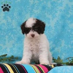 Milton/Toy Poodle									Puppy/Male	/9 Weeks,Patty, our beautiful chocolate and white poodle weighs in at 10.4 lbs. She is a favorite, calm and gentle for a poodle, and very smart. She carries the non-fading genetics, so her chocolate color seems to stay about the same as she gets older. Fudge, our little chocolate daddy weighs in at 7 lbs. He is so adorable, always watchful, ready and waiting for playtime. He is so smart, he will miss nothing! These little puppies are well socialized, playful and loving, just waiting to give you lots of joy! They are up to date on their vaccinations and dewormings, and have been vet checked. Feel free to call with questions, or to set up a time to come visit them. Thanks, 