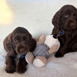 Adopt a dog:Show type cocker spaniels/Cocker Spaniel/Female/Sex: Mixed Litter,Here we have five lovely showtime cocker spaniels we have one chocolate girl, two chocolate boys, two boys blue and tan one boy Black and Tan these puppies are very well, bread and very beautiful puppies. These puppies are very playful with other animals and very good with kids. These puppies have had first vaccination micro chipped health checked and has been fleet and wormed up-to-date. These beautiful puppies are waiting for their for heaven loving homes, please call call or text for more informatio