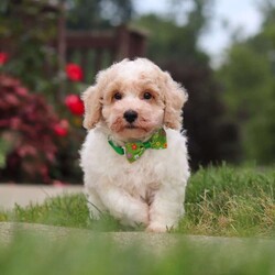 Benji/Bich-Poo									Puppy/Male	/10 Weeks,Hi! My name is Benji, and I am a very cute Bichapoo puppy with a sweet personality and a heart full of love! I love playing, exploring new things, and getting lots of attention and cuddles. I have a soft, fluffy coat, an adorable face, and a playful little personality that makes every day more fun. I’m always ready for a new adventure, but I’m just as happy snuggling up and enjoying some quiet time. I can’t wait to find my forever family and fill their home with lots of puppy love, laughter, and happy memories!