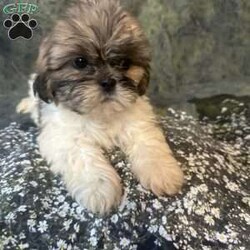 Bella/Shih Tzu									Puppy/Female	/10 Weeks, Meet Bella Bella is a tiny, adorable brown-and-white baby girl with the cutest little face! She may be small, but she has a sweet personality that will steal your heart. She has a beautiful fluffy coat, big bright eyes, and an irresistible teddy-bear look. Bella loves attention, cuddles, and playing. She would make the perfect little companion for a loving family. Girl Puppy Brown & White Tiny & Adorable Sweet & Playful Looking for her forever home Bella is a little bundle of cuteness!