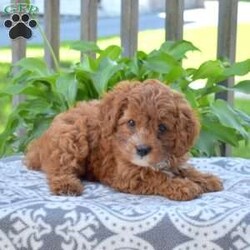 Honey/Cavapoo									Puppy/Female	/June 28th, 2026,The pretty Cavapoo puppy loves to play and will be your favorite sidekick! Honey is sweet as can be! This lovely little girl is socialized and being raised by a family with children. Honey is ready to meet you! This cutie comes home with a 30 day health guarantee as well as an extended genetic health guarantee, both provided by the breeder. Honey has also been seen by a vet and is up to date on shots and de-wormer.
