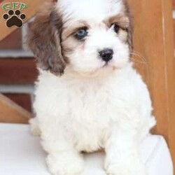 Jackson/Cavachon									Puppy/Male	/June 27th, 2026,Jackson is one of four in his litter, with an approximate adult weight of 12 to 18 pounds .