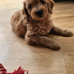 Adopt a dog:Smallest Mini Goldendoodle BOY READY TO GO!/Goldendoodle/Female/Sex: Mixed Litter,We are down to our last puppy Teddy he is doing great with toileting and goes through the night in his crate without any accidents and rarely has any accidents during the day, he still needs reminding as he's only a puppy but doing brilliantly considering his age