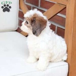 Jackson/Cavachon									Puppy/Male	/June 27th, 2026,Jackson is one of four in his litter, with an approximate adult weight of 12 to 18 pounds .