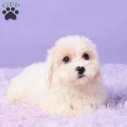 Issy/Maltipoo									Puppy/Female	/9 Weeks,Issy is an adorable Maltipoo puppy with a sweet personality and plenty of love to give! She has been vet-checked and is up to date on all her shots and vaccinations. Issy is happy, healthy, and ready to find her forever home. She can’t wait to meet her new family and become their newest little companion!