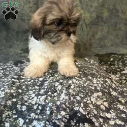 Bella/Shih Tzu									Puppy/Female	/10 Weeks, Meet Bella Bella is a tiny, adorable brown-and-white baby girl with the cutest little face! She may be small, but she has a sweet personality that will steal your heart. She has a beautiful fluffy coat, big bright eyes, and an irresistible teddy-bear look. Bella loves attention, cuddles, and playing. She would make the perfect little companion for a loving family. Girl Puppy Brown & White Tiny & Adorable Sweet & Playful Looking for her forever home Bella is a little bundle of cuteness!
