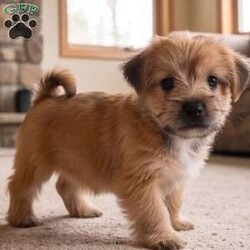 Molly/Morkie / Yorktese									Puppy/Female	/8 Weeks,Are you looking for an awesome puppy ? This one love to be your buddy !! Bred to bring joy and love to your life !!