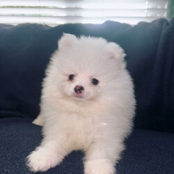 Pomeranian Puppies  /Pomeranian/Female/Sex: Mixed Litter,Meet the gorgeous Pomeranian puppies! There is 3 beautiful boys, mom is a black little Russian lady and dad is a pure White Russian boy. They are raised around small children and are such a delight, very loving and just an absolute dream to have. They are all trained with puppy pads and have been microchipped, warmed and flea treated also have had first injections. They are now looking for there forever home and would make a tremendous addition to your family, such cute fluffy little bundles of joy. Feel free too message me I am available day and night. Ready too leave 