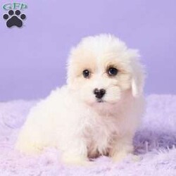 Issy/Maltipoo									Puppy/Female	/9 Weeks,Issy is an adorable Maltipoo puppy with a sweet personality and plenty of love to give! She has been vet-checked and is up to date on all her shots and vaccinations. Issy is happy, healthy, and ready to find her forever home. She can’t wait to meet her new family and become their newest little companion!