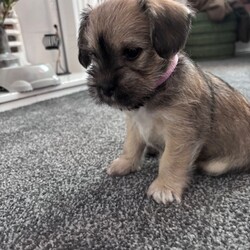 Adopt a dog:Schapso puppy /Lhasa Apso/Female/Sex: Female,I have a beautiful female Schapso puppy left, born on 11/07/26, looking for her forever home.