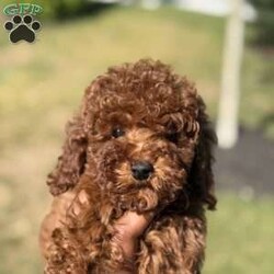Red/Mini Goldendoodle									Puppy/Male	/8 Weeks,Come on out and meet our friendly baby boy Red! He is eagerly waiting to meet his new family! Mother is a Mini Goldendoodle (15lbs), and dad is also a mini goldendoodle (17lbs). He is super healthy, have this up to date vaccination and deworming, Vet papers will be included!