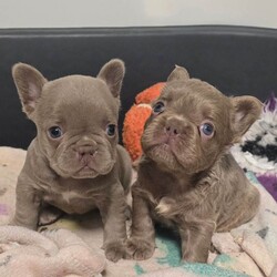 Adopt a dog:KC French Bulldog Puppies Fluffy/French Bulldog/Female/Sex: Mixed Litter,4 Beautiful KC Registered Fluffy French Bulldog Puppies Available