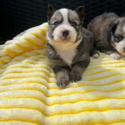 Pomsky puppy’s/Pomsky/Female/Sex: Female,I have 6 female pomsky puppy’s looking for there forever homes they all have playful spirits and a loving nature pomskys are fun smart and full of energy they are very loyal and form strong bonds with there human family’s there mum is our husky Bella 3 sable and white 1 black grey with white markings 1 chocolate with white markings 