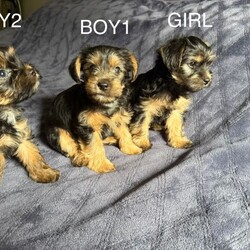 3 Beautiful Yorkshire Terrier for sale/Yorkshire Terrier/Female/Sex: Mixed Litter,Here we have 3 Yorkshire Terrier Puppies looking for a loving home.