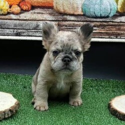 Mariah/French Bulldog/Female/