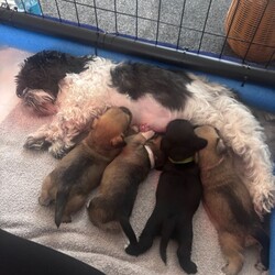 Adopt a dog:Schapso puppy /Lhasa Apso/Female/Sex: Female,I have a beautiful female Schapso puppy left, born on 11/07/26, looking for her forever home.