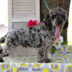 Dr. Pepper/Mini Bernedoodle									Puppy/Male	/7 Weeks,Meet Dr. Pepper, a handsome F1 Mini Bernedoodle with a sweet personality and a wonderful combination of his parents’ traits. He is playful, affectionate, and loves spending time with people, making him a great companion for a family looking for a loving and loyal addition.