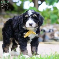 Dr. Pepper/Mini Bernedoodle									Puppy/Male	/7 Weeks,Meet Dr. Pepper, a handsome F1 Mini Bernedoodle with a sweet personality and a wonderful combination of his parents’ traits. He is playful, affectionate, and loves spending time with people, making him a great companion for a family looking for a loving and loyal addition.