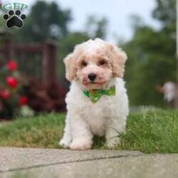 Benji/Bich-Poo									Puppy/Male	/10 Weeks,Hi! My name is Benji, and I am a very cute Bichapoo puppy with a sweet personality and a heart full of love! I love playing, exploring new things, and getting lots of attention and cuddles. I have a soft, fluffy coat, an adorable face, and a playful little personality that makes every day more fun. I’m always ready for a new adventure, but I’m just as happy snuggling up and enjoying some quiet time. I can’t wait to find my forever family and fill their home with lots of puppy love, laughter, and happy memories!