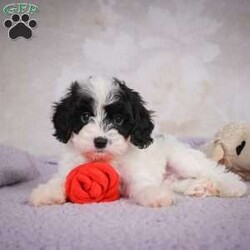 casey/Cavapoo									Puppy/Male	/7 Weeks,Areyou looking for an awesome puppy ? This one would love to be your buddy !! Bred to bring jot and love to your life !!