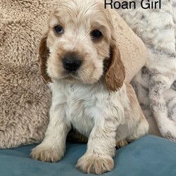 Cocker Spaniel ( Show type)/Cocker Spaniel/Female/Sex: Mixed Litter,Our family pet Bonnie has had a litter of stunning show cocker spaniel puppies. Bonnie is kennel club registered and from champion lines. She has a loving temperament with adults, kids and other dogs. Puppies are been raised in family home.
