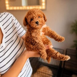 Asian maltipoo/Maltipoo/Female/Sex: Male,4 puppies available vaccinated , microchipped, regularly worm treated,ready to go.