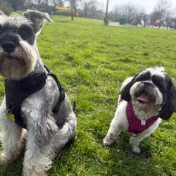 Adopt a dog:Schapso puppy /Lhasa Apso/Female/Sex: Female,I have a beautiful female Schapso puppy left, born on 11/07/26, looking for her forever home.
